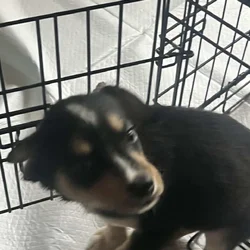 Puppies