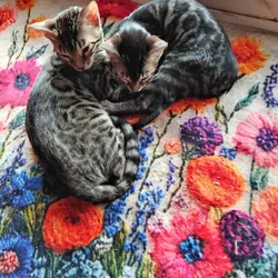 Bengal