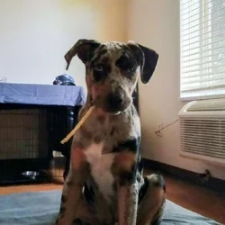 Catahoula leopard puppy