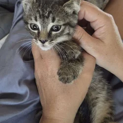 Mini tiger kitten needs loving home ❤️