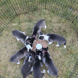 Siberian Husky puppies