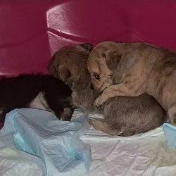 Litter of 4 born 8/1 Chihuahua and Chichi