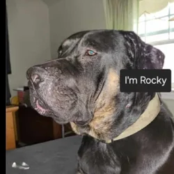 New hime for Rocky
