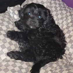 Cavapoo- Curly Cutie