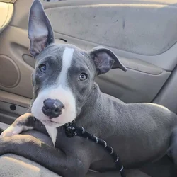 Bully American sataffoard pitbull