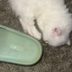 White color and has two different color eyes