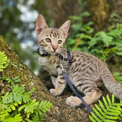 F6 Mr Blue-Supreme Grand Champion Sired Savannah