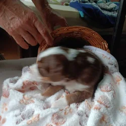 puppies for sale