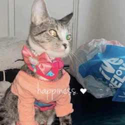 Loveing shy cat