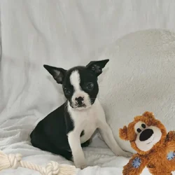 Reni the Boston