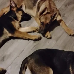 German Sheppard puppies for sale