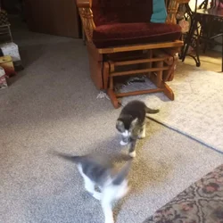 brother sister cat one is the runt of the litter.