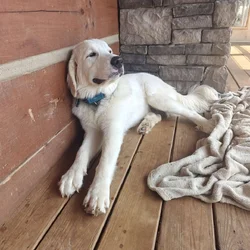 1 Female Pyrenees puppy