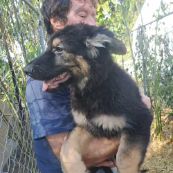 AKC German Shepherd Pup 12 weeks old...Vetted
