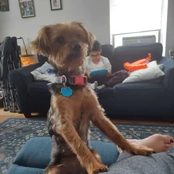 Dog Adoption