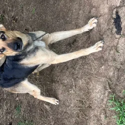 Beautiful German Shepherd Puppy (Pulaski)