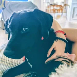 Black Lab Puppy