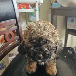 Cavapoo mix shih tzu