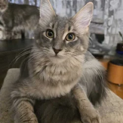 Luna Maine Coon