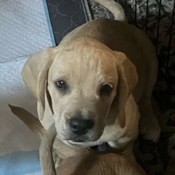 Basset hound/Frenchie mix