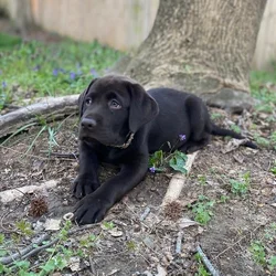 AKC LABS