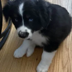Australian Shepherd
