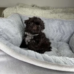 Shih Tzu Boy Puppy (Helmsley)