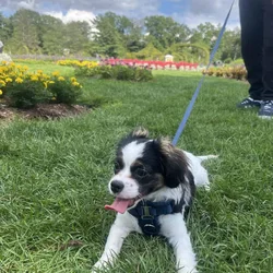Puppy for sale