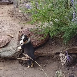 Corgi pups