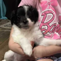 Pomapoo