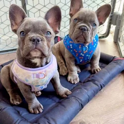 Frenchie for sale