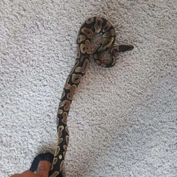 Ball Python