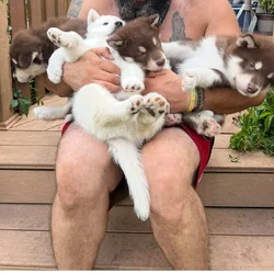 🐾 Alaskan Malamute Puppies – Ready Soon!