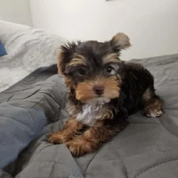 Chocolate Yorkshire Terrier Male