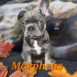 Akc registered french bulldogs