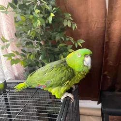 Amazon Bird