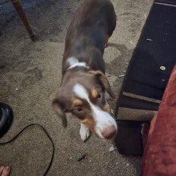 Mixed pup