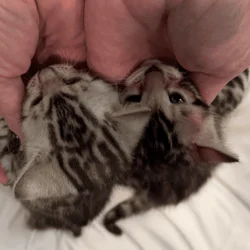 Bengal Kittens Available