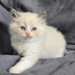 Ragdoll kittens