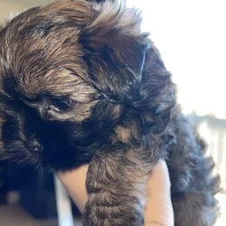 Shih tzu/yorkie male