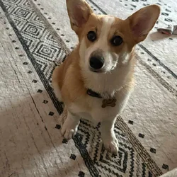 Female corgi puppy