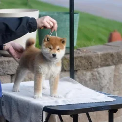 AKC Shiba Inu