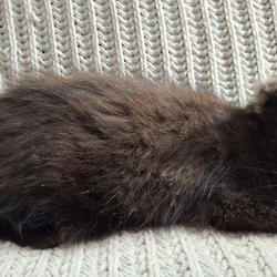 Maine Coon Kitten Chocolate Smoke