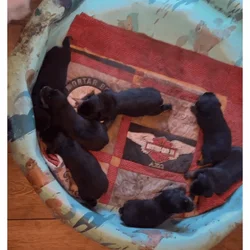 Rottweiler Pups