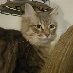 For adoption