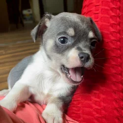 Blue Female Chihuahua