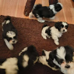 Shihpoo puppies for sale