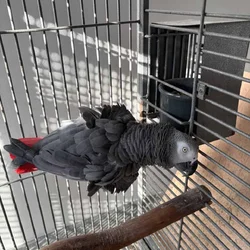 African grey male