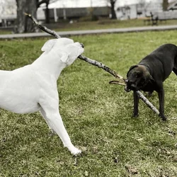 Looking to rehome my American bulldog 2yrs old. I