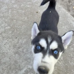 Selling husky mix German shepherd